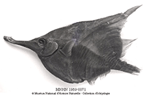 To FishBase images (<i>Notopogon armatus</i>, St Paul I., by MNHN)