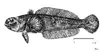 To FishBase images (<i>Notothenia cyanobrancha</i>, by FAO)