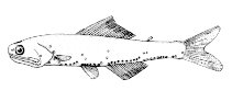 To FishBase images (<i>Notoscopelus japonicus</i>, Canada, by Canadian Museum of Nature, Ottawa, Canada)