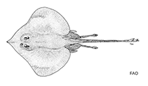 Image of Notoraja ochroderma (Pale skate)