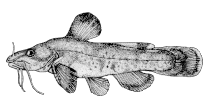 To FishBase images (<i>Noturus stigmosus</i>, Canada, by Canadian Museum of Nature, Ottawa, Canada)