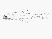 To FishBase images (<i>Notolychnus valdiviae</i>, by SFSA)