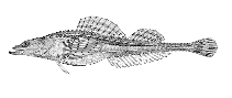To FishBase images (<i>Occa dodecaedron</i>, Alaska, by Bull. U.S. Bur. Fish.)