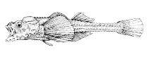 To FishBase images (<i>Occella impi</i>, Canada, by Canadian Museum of Nature, Ottawa, Canada)