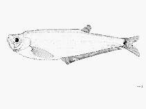 To FishBase images (<i>Odontognathus compressus</i>, by FAO)