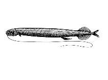 To FishBase images (<i>Odontostomias masticopogon</i>, Cape Verde, by Reiner, F.)