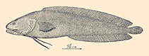 Image of Ogilbia cayorum (Key brotula)
