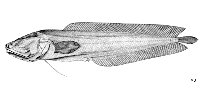 To FishBase images (<i>Ogilbia galapagosensis</i>, by FAO)