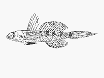 Image of Oxyurichthys keiensis (Kei goby)