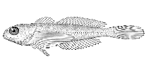To FishBase images (<i>Stelgidonotus latifrons</i>, USA, by Bull. U.S. Bur. Fish.)