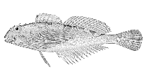 To FishBase images (<i>Oligocottus maculosus</i>, Alaska, by Bull. U.S. Bur. Fish.)