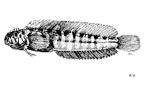 To FishBase images (<i>Omobranchus mekranensis</i>, by FAO)