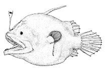 To FishBase images (<i>Oneirodes eschrichtii</i>, Canada, by Canadian Museum of Nature, Ottawa, Canada)