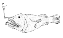 To FishBase images (<i>Oneirodes macrosteus</i>, Canada, by Canadian Museum of Nature, Ottawa, Canada)