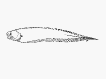 To FishBase images (<i>Onuxodon parvibrachium</i>, Seychelles, by SFSA)