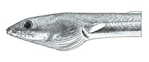 Image of Ophichthus arneutes 