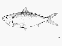 Image of Opisthonema berlangai (Galapagos thread herring)