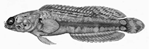 Image of Opistognathus dipharus (Tail beacon jawfish)