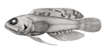 Image of Opistognathus leprocarus (Roughcheek jawfish)