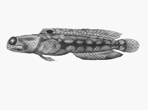 To FishBase images (<i>Opistognathus margaretae</i>, Kenya, by SFSA)