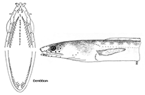 To FishBase images (<i>Ophichthus mecopterus</i>, Mexico, by McCosker & Rosenblatt, 1998)