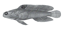 Image of Opistognathus melachasme (Yellowmouth jawfish)