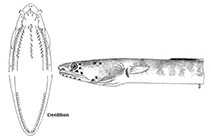 To FishBase images (<i>Ophichthus melope</i>, Costa Rica, by McCosker & Rosenblatt, 1998)