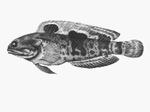 To FishBase images (<i>Opistognathus muscatensis</i>, South Africa, by SFSA)