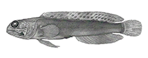 To FishBase images (<i>Opistognathus nothus</i>, USA, by Schroeder, J. R. / Smith-Vaniz, W.F.)
