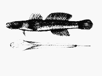 To FishBase images (<i>Gobius ophicephalus</i>, Chile, by Hawkins, B. Waterhouse)