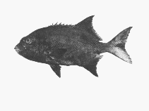 To FishBase images (<i>Oplegnathus peaolopesi</i>, Mozambique, by SFSA)