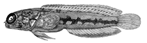 Image of Opistognathus simus (Cargados jawfish)