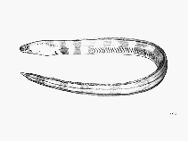 Image of Ophichthus spinicauda (Antillean snake eel)
