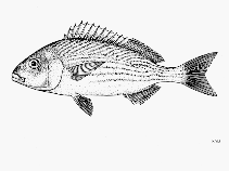 To FishBase images (<i>Orthopristis cantharinus</i>, by FAO)
