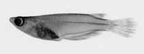 To FishBase images (<i>Oryzias carnaticus</i>, Sri Lanka, by Parenti, L.R.)