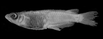 To FishBase images (<i>Oryzias haugiangensis</i>, Viet Nam, by Parenti, L.R.)