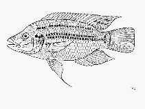 To FishBase images (<i>Oreochromis korogwe</i>, Tanzania, by FAO)