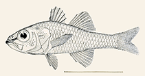 To FishBase images (<i>Amia atrogaster</i>, Philippines, by Radcliffe, L.)