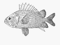 Image of Ostichthys delta (Redcoat soldierfish)