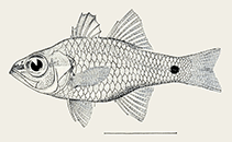To FishBase images (<i>Amia diversa</i>, Philippines, by Radcliffe, L.)