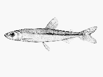 To FishBase images (<i>Osmerus spectrum</i>, Canada, by Canadian Museum of Nature, Ottawa, Canada)
