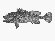 To FishBase images (<i>Othos dentex</i>, by CSIRO)