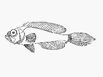 To FishBase images (<i>Owstonia simoterus</i>, Mozambique, by SFSA)
