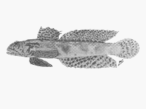 To FishBase images (<i>Oxyurichthys lemayi</i>, Mozambique, by SFSA)