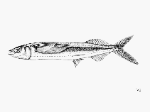 To FishBase images (<i>Oxyporhamphus micropterus similis</i>, by FAO)