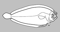 Paralichthodidae