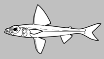 Image of Paraulopus longianalis (Longfin Cucumberfish)