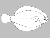 Image of Hippoglossoides robustus (Bering flounder)