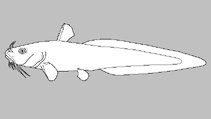 Image of Paraplotosus muelleri (Kimberley catfish)