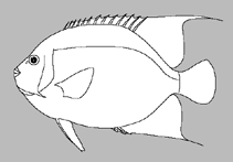Image of Chaetodontoplus cephalareticulatus 